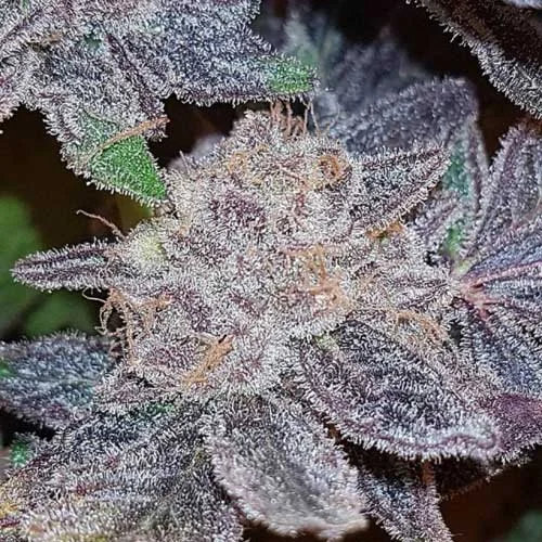 Strawberry Mango 3