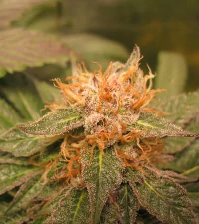 Midnight Kush 2