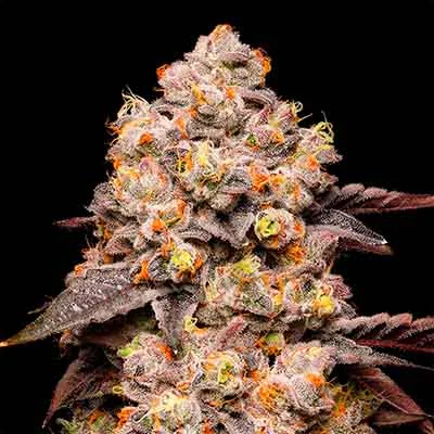 Dried Fruit