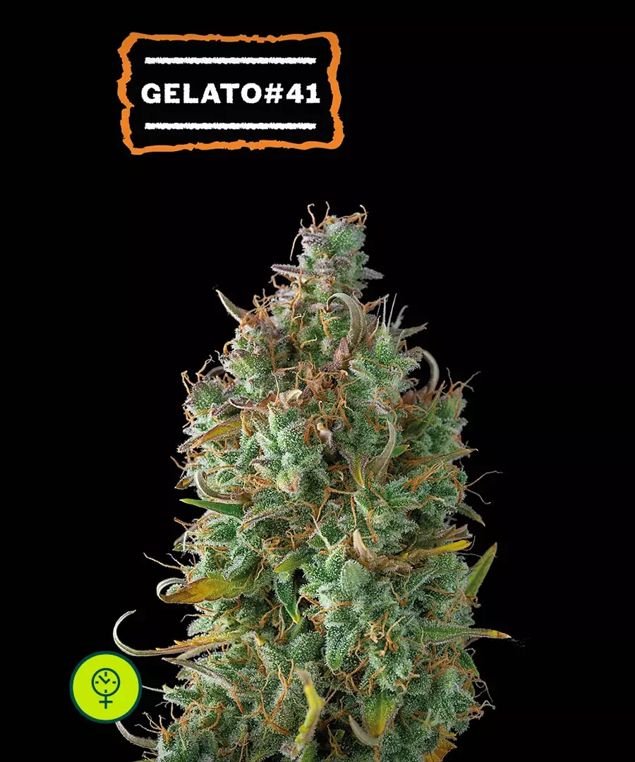 Gelato 41 4
