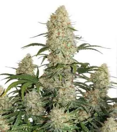 Critical Orange Punch