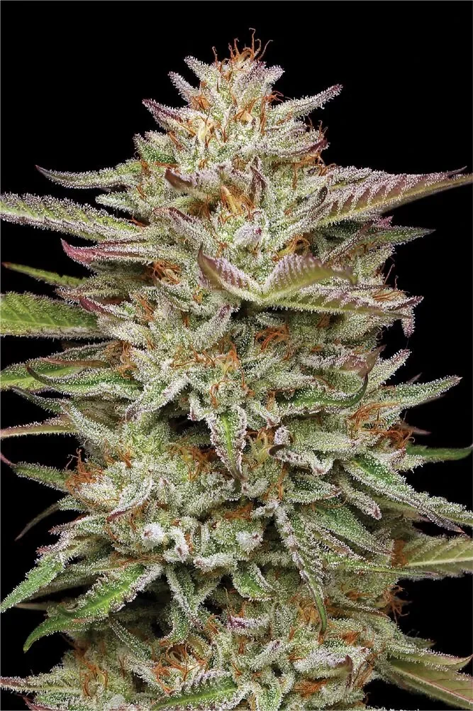 Banana Og 4