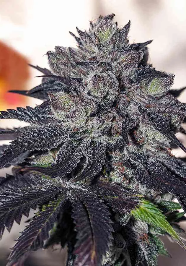 Gordo Master Kush 2