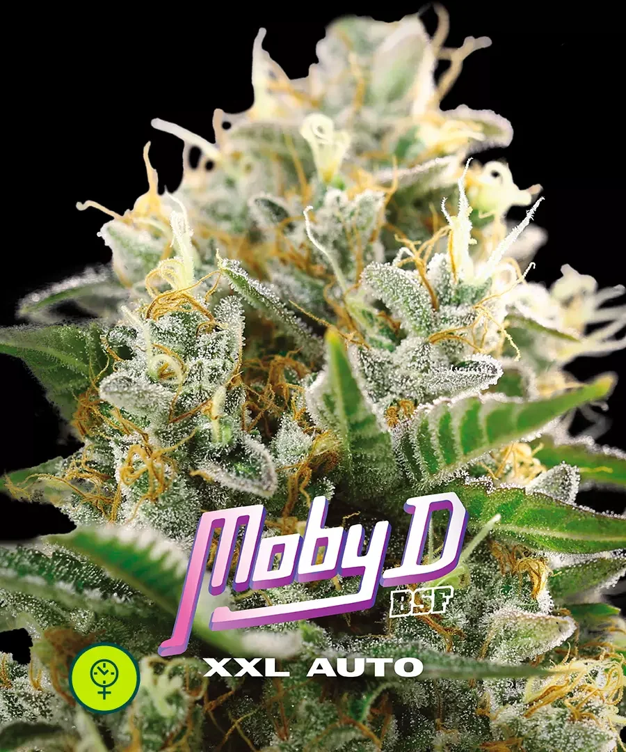 Moby D Xxl