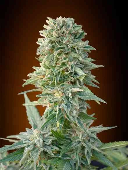 Jack Herer 2