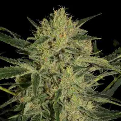 Nebula Ii Cbd