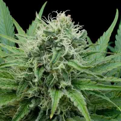 Raw Diesel 2