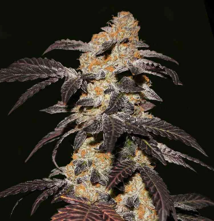 French Cookies 2