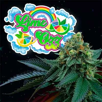 Lime Ozz
