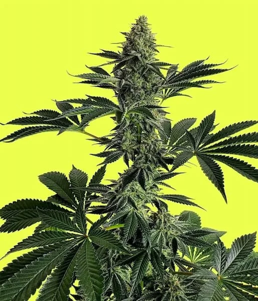 Lemon Storm