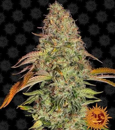 Zkittlez Og