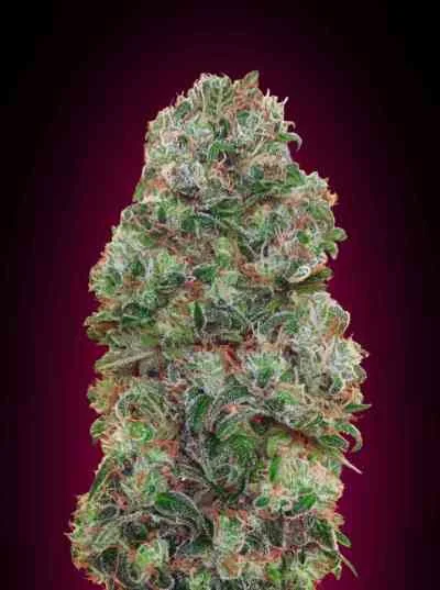 Bubble Gum 4