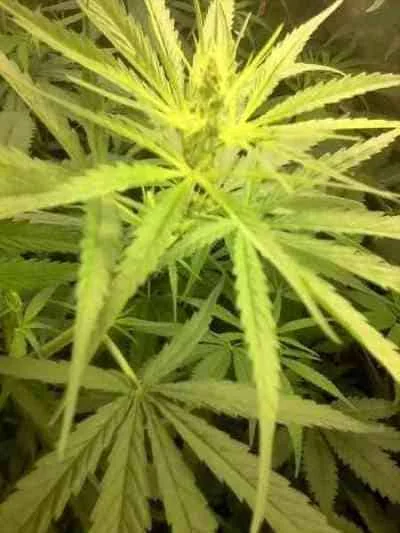 Colombian Gold 2