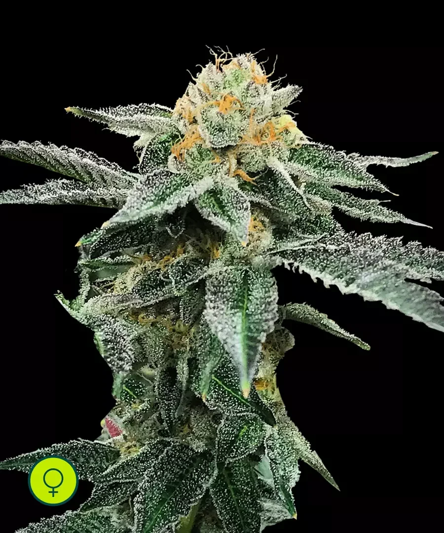 Kosher Cookies