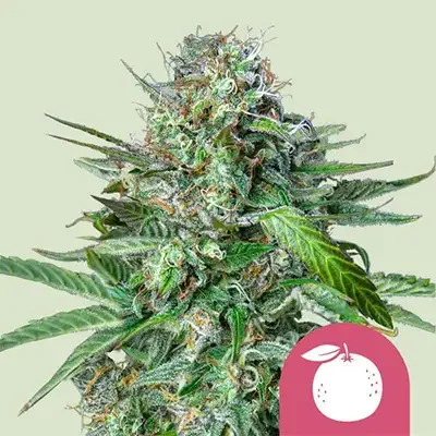 Tangie 2