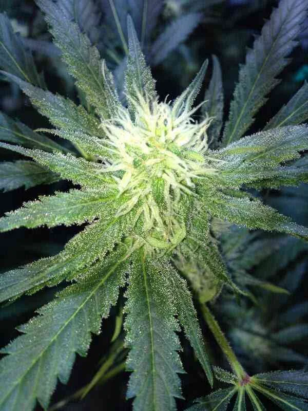 Atomical Haze 3