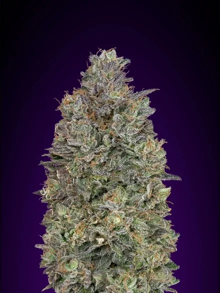 Critical Purple Kush 2