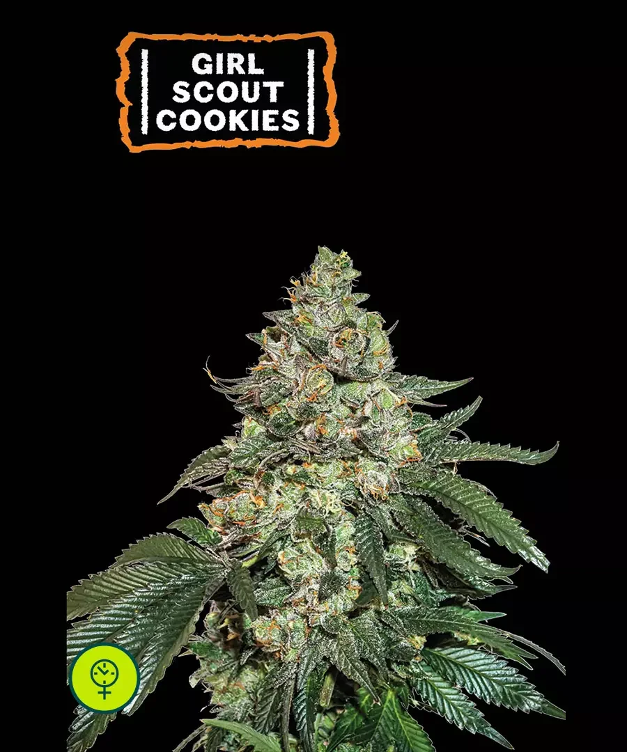Girl Scout Cookies