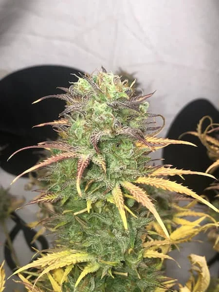 Girl Scout Kush