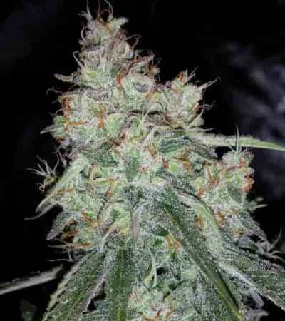 Triangle Kush 4