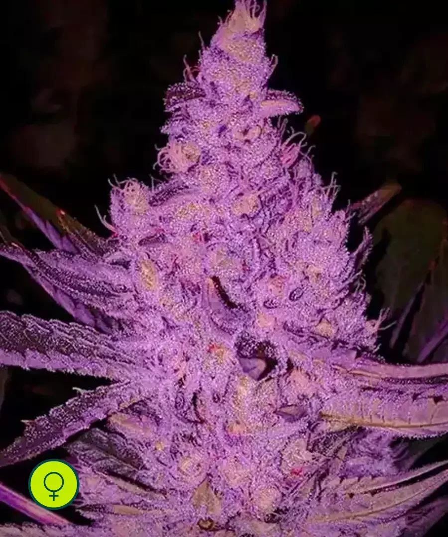 Purple Majik R1 2