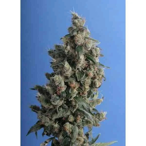 Kushage 2