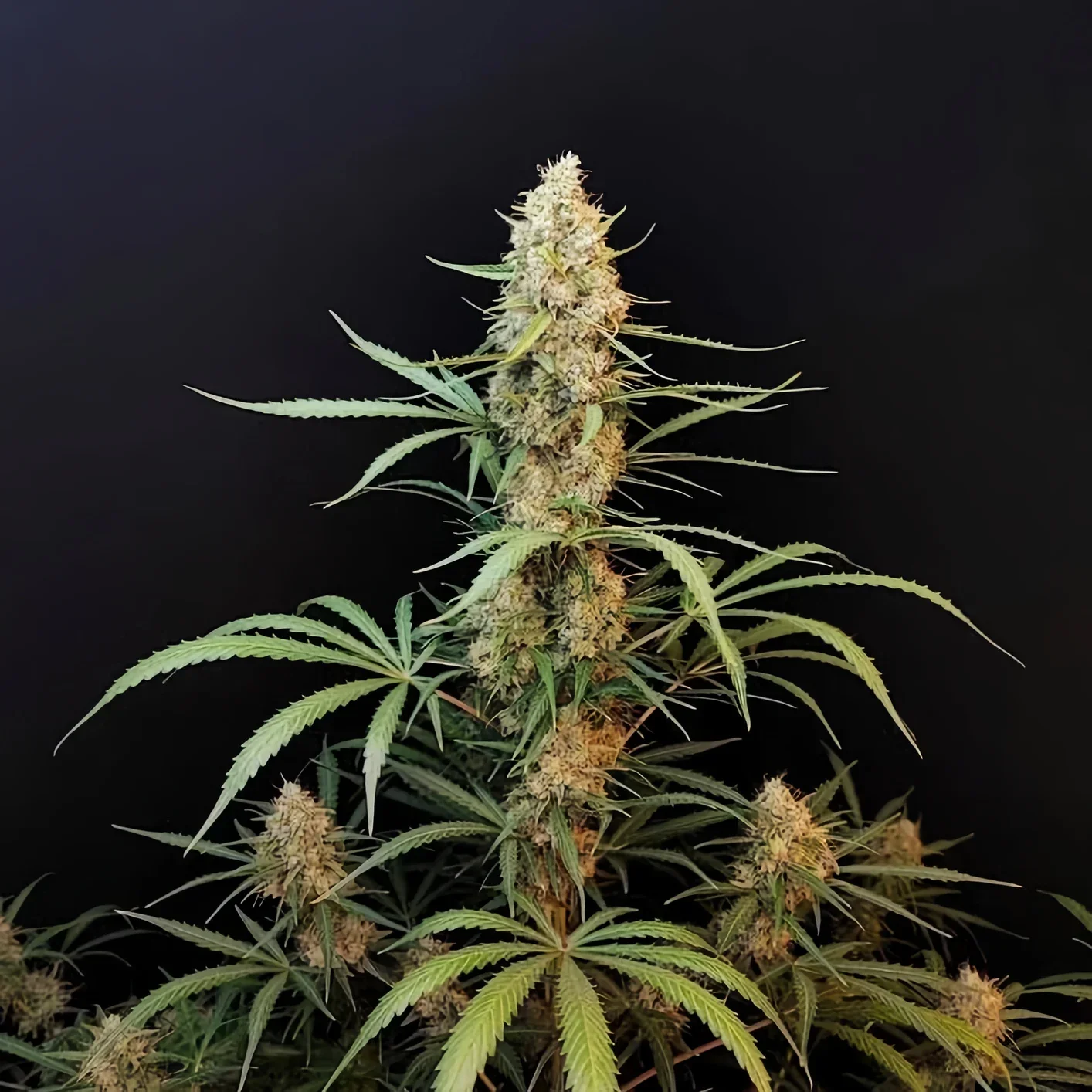 Jack Herer