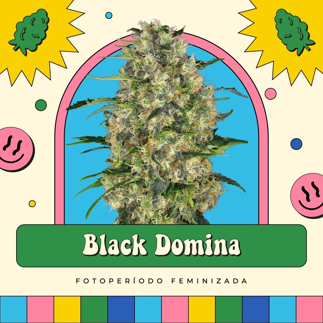 Black Domina 4