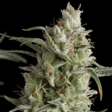 Og S Kush