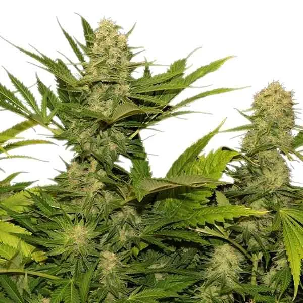 Skunk Xl 2