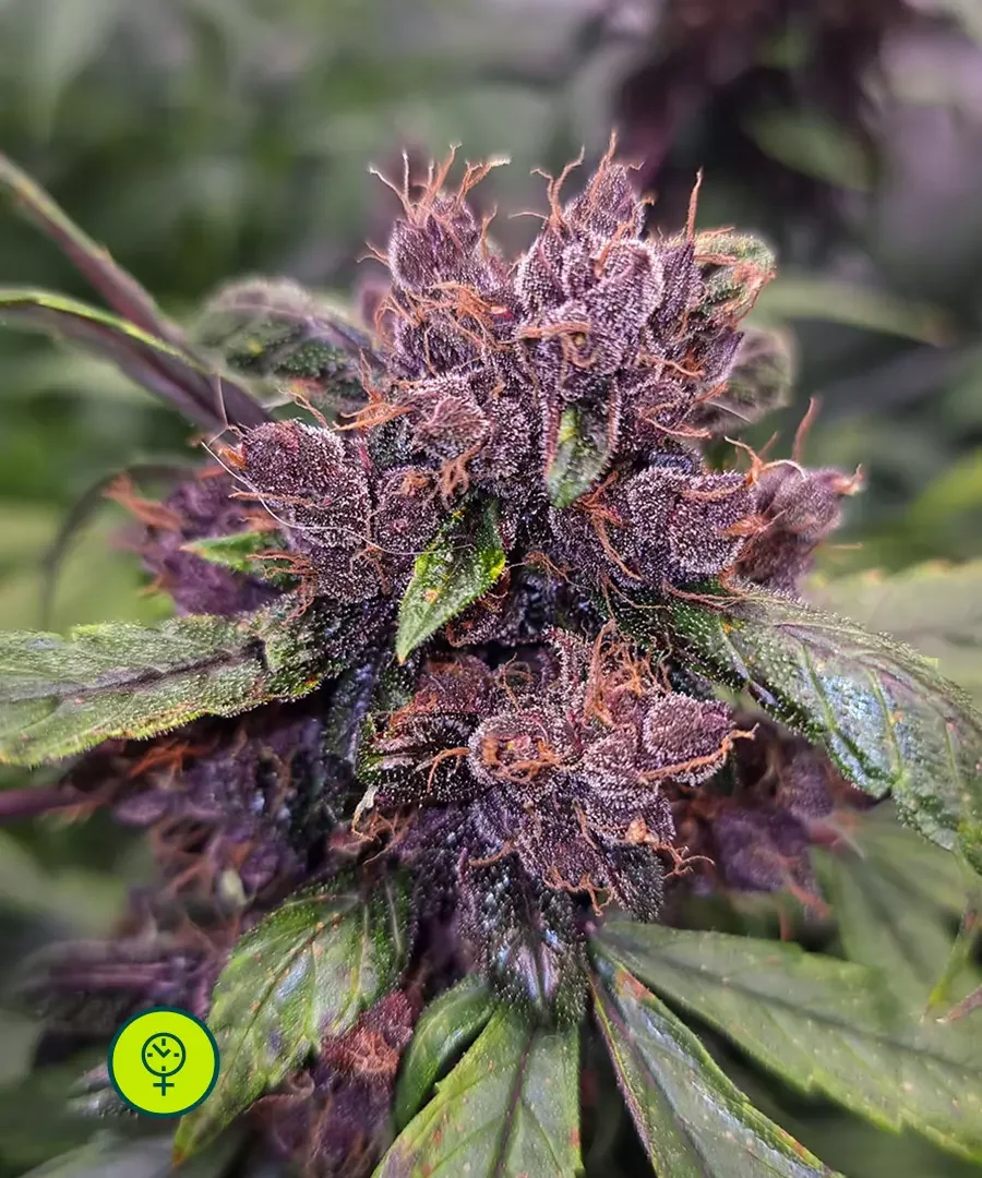 Forbidden Cherry 3
