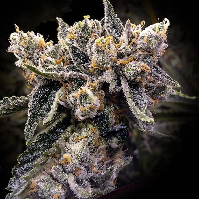 Grape Dulce X Honey Banana