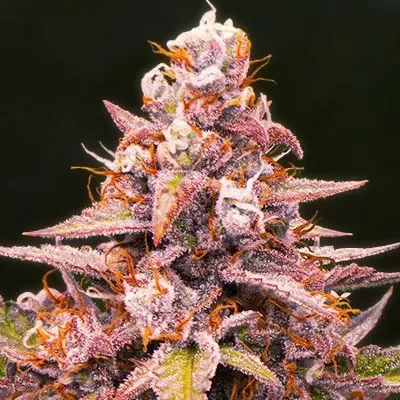 Pink Grizzels Purple City Genetics 3