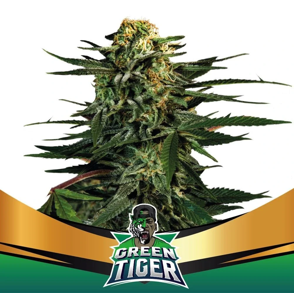 Green Tiger Faster 5