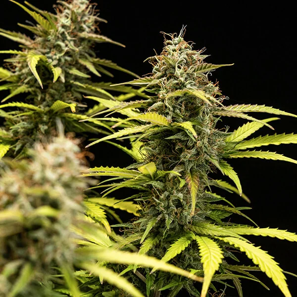 Cbd Cosmos F1