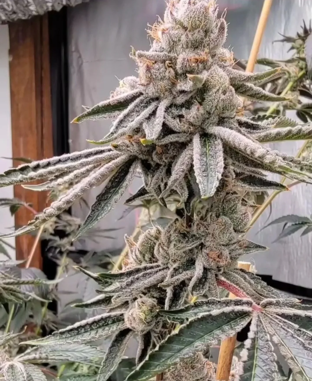 Atomic Tangerine 3
