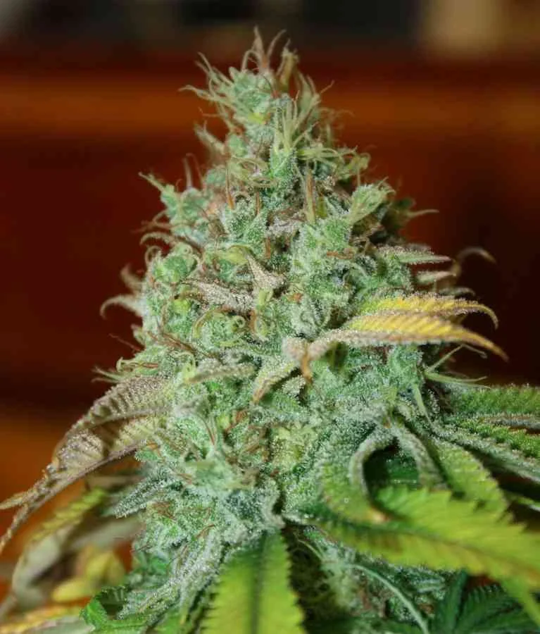 Chocolope Kush 3