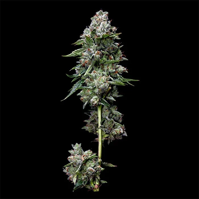 Kosher Kush