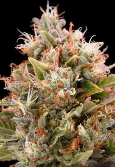 Chemdawg 2