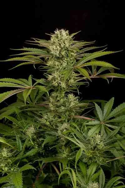 Blue Cheese 2