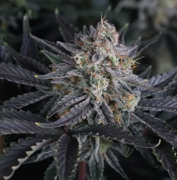 Mendo Frost