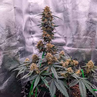 Zkittlez 3