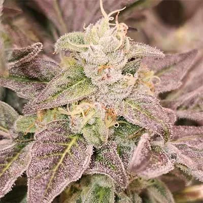 Guava Runtz 4