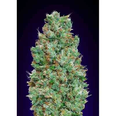 Blueberry