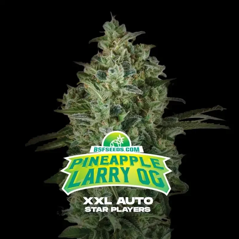 Pineapple Larry Og Xxl 2