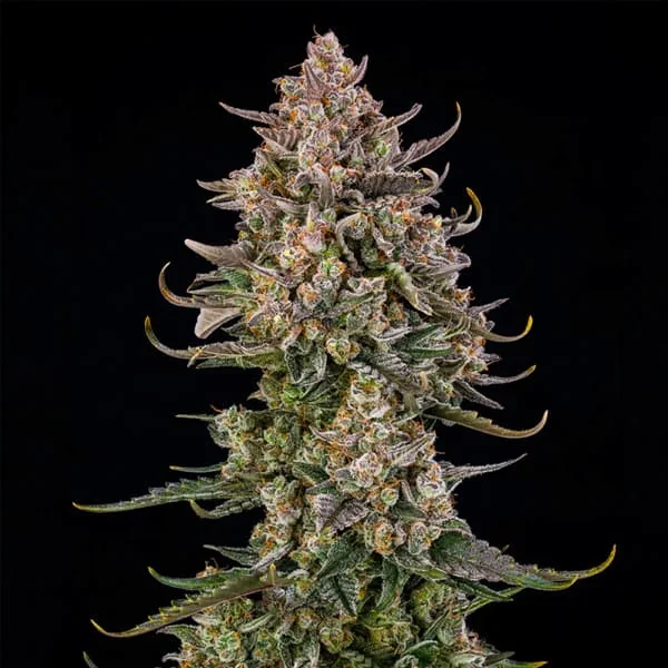 Triangle Kush 2