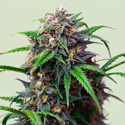 Purple Lemonade