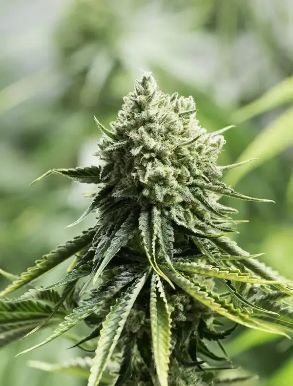 Critical Lemon 3