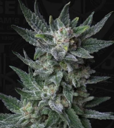 Bubblegum 4