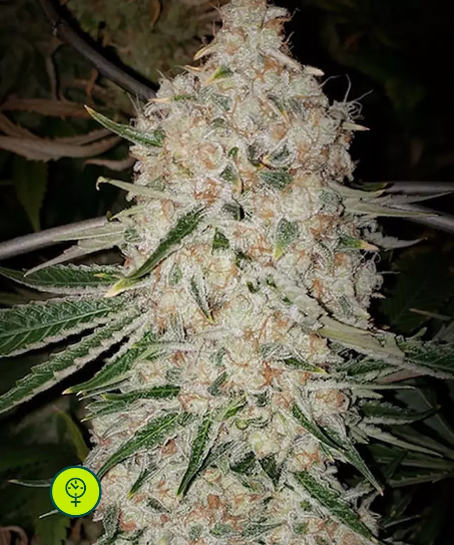 Pluto Cut Autoflower Rf3 2